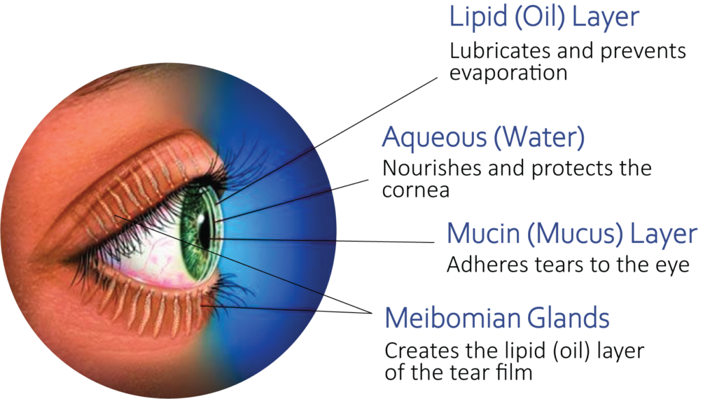 Diagram of the three tear film layers: lipid, aqueous and mucin